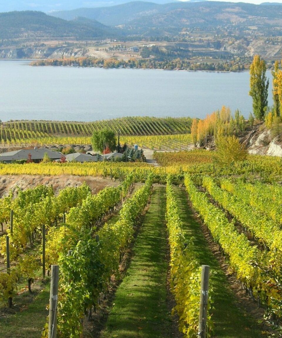 Located in the Okanagan Valley, north of Penticton, Naramata Bench grows and produces award winning wine