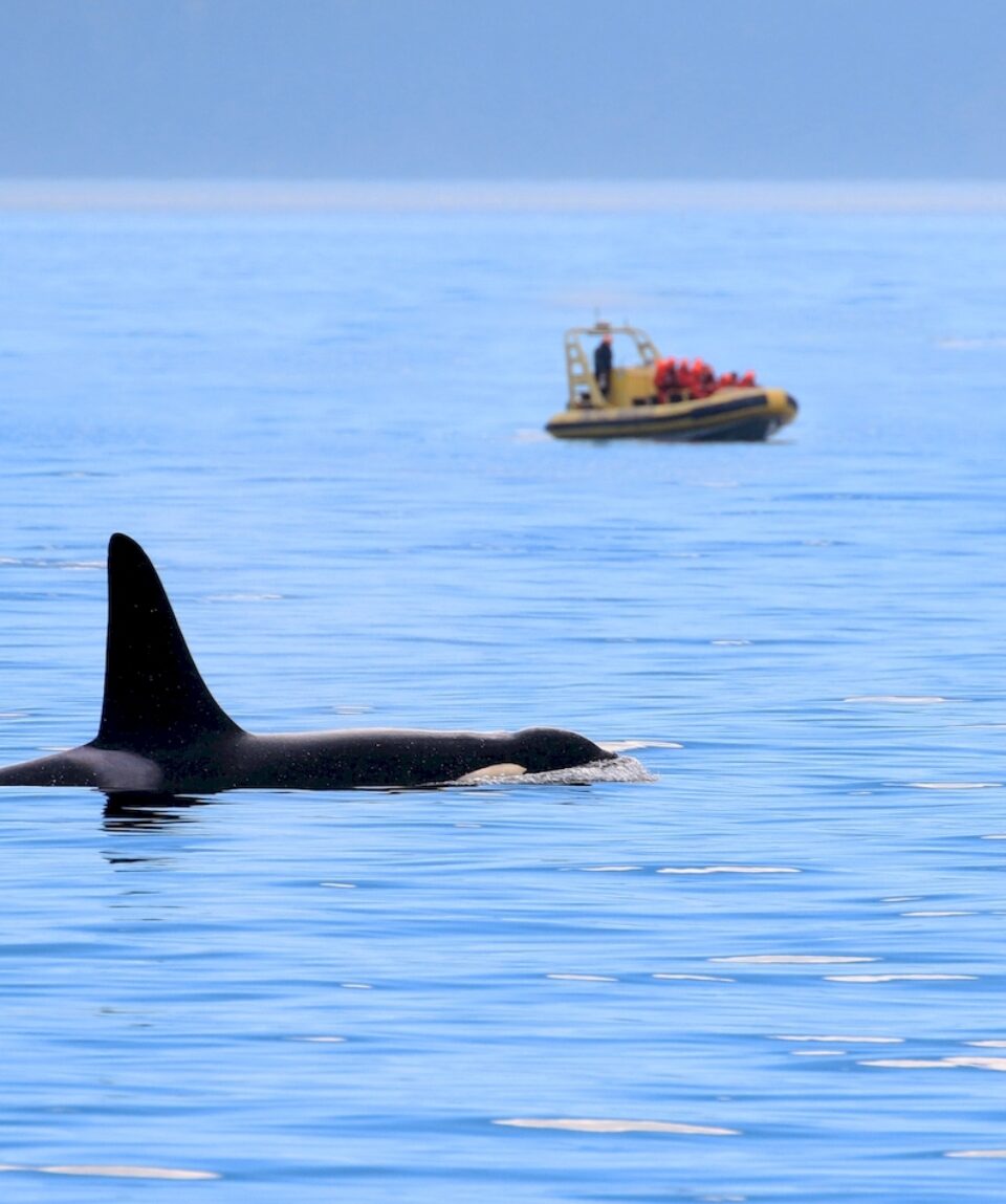 Male Orca killer whale swimming, with whale watching boat in the background