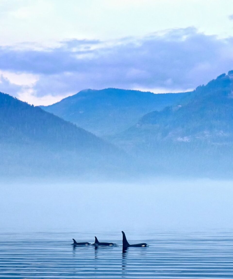 Three Killer whales in mountain landscape at Vancouver Island